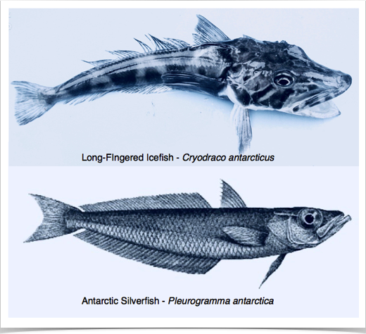 Examining growth, body mass and otolith of Antarctic fish species for further predator-prey research.